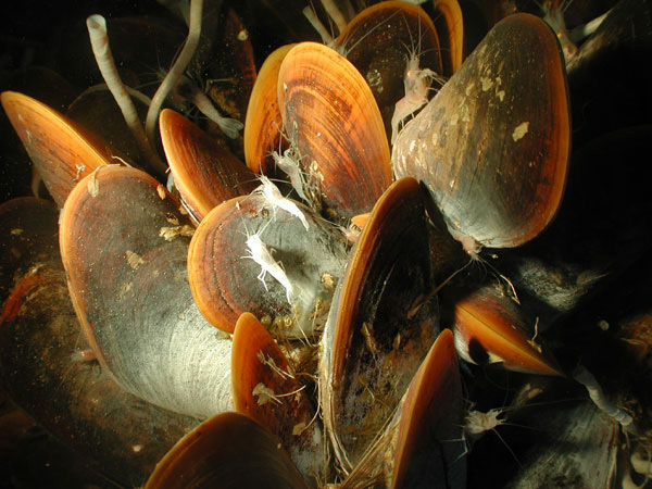 hydrothermal vent clams