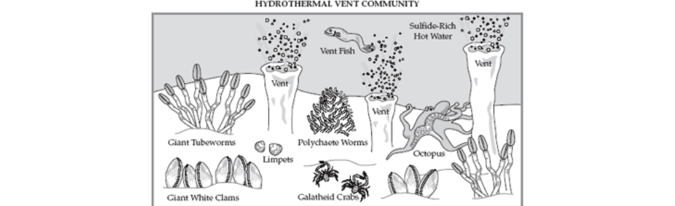 hydrothermal vents food web
